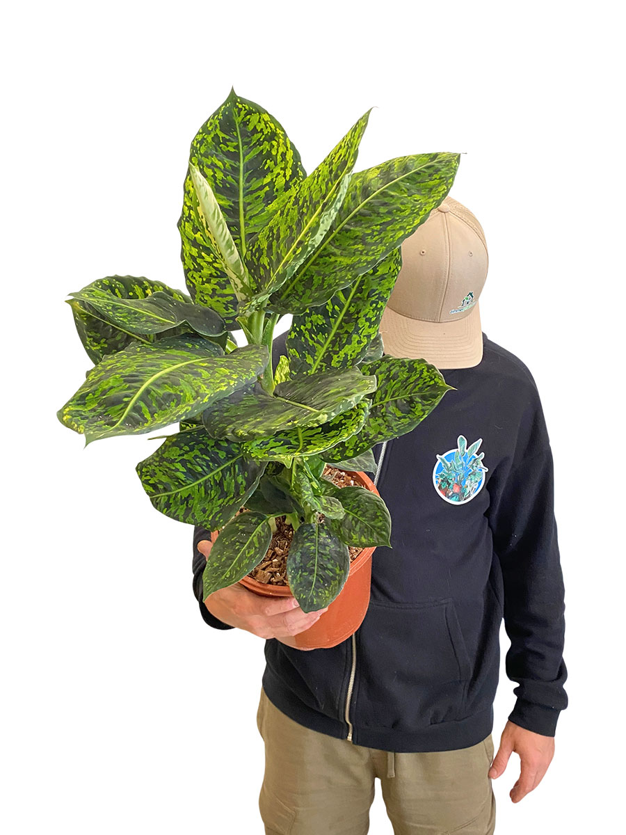 Dieffenbachia Reflector
