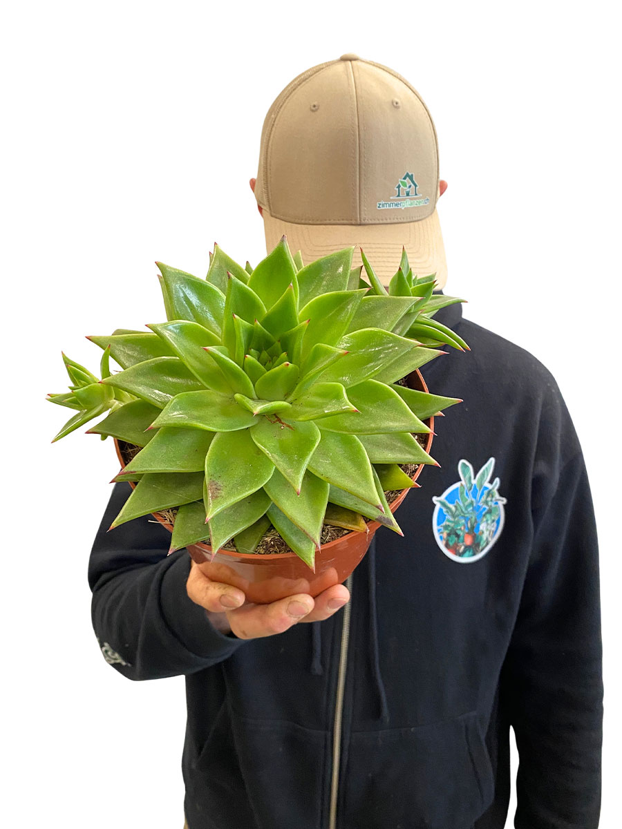 Echeveria Lipstick - Gross 