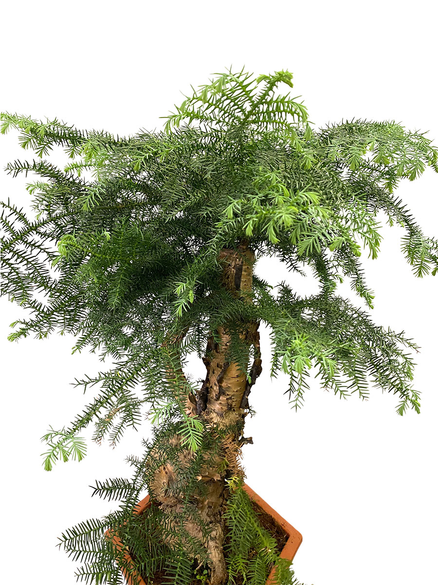 Araucaria Cunninghamii Bonsai S- Form - Ø33 cm