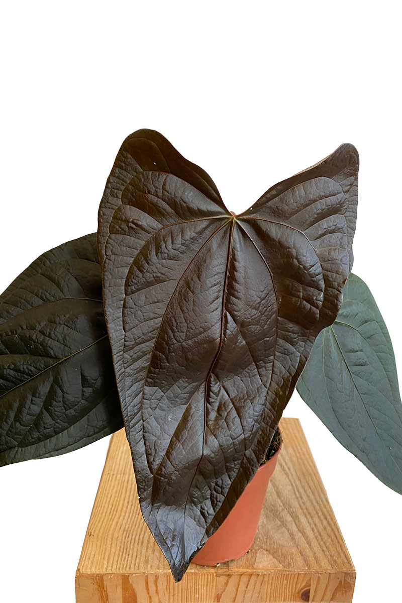 Anthurium Queen of Hearts