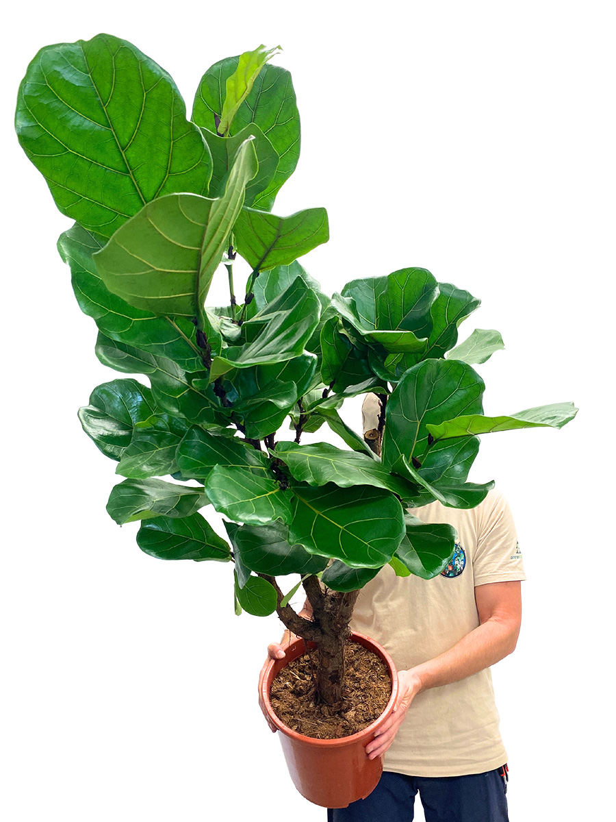 Geigenfeige Ficus lyrata verzweigt 120cm