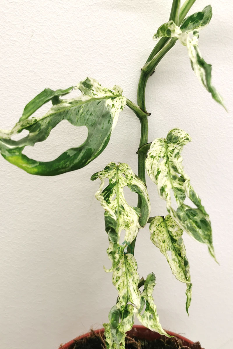 Monstera Frozen Freckles