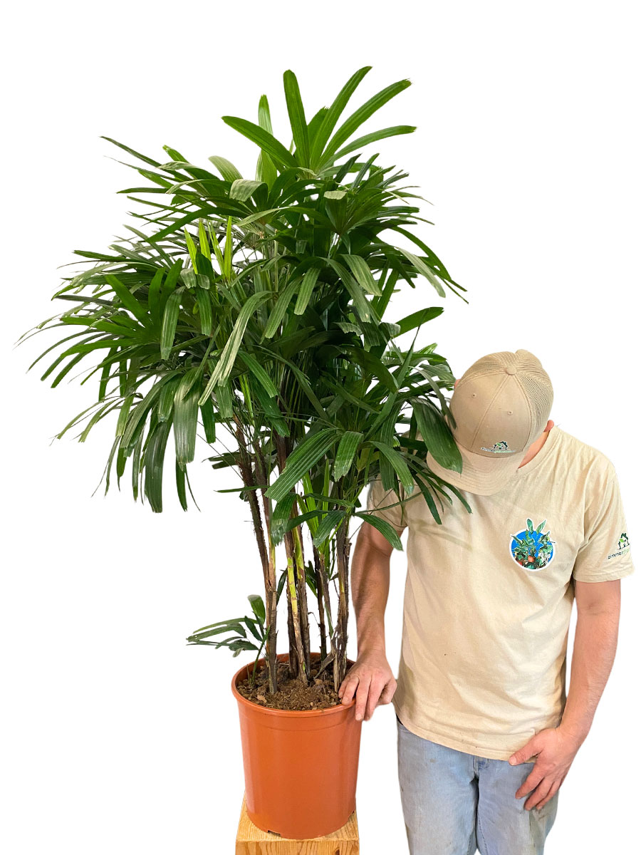 Steckenpalme Rhapis Excelsa