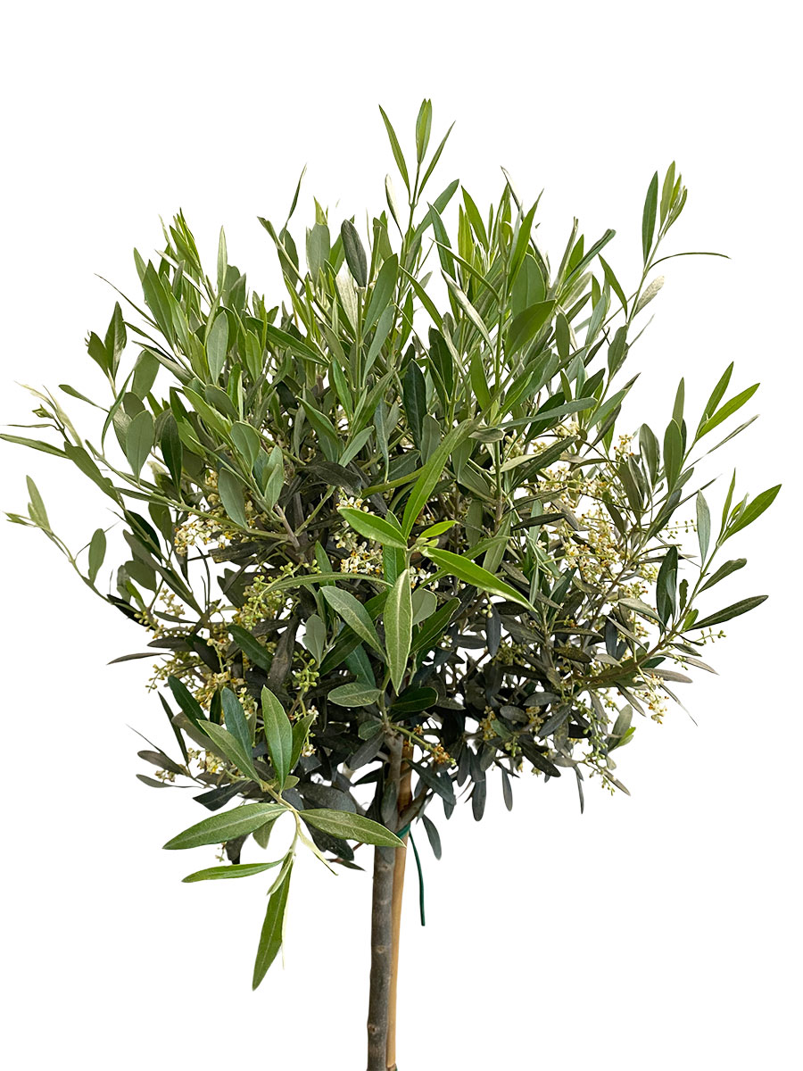 Olivenbaum Olea Europaea - Gross