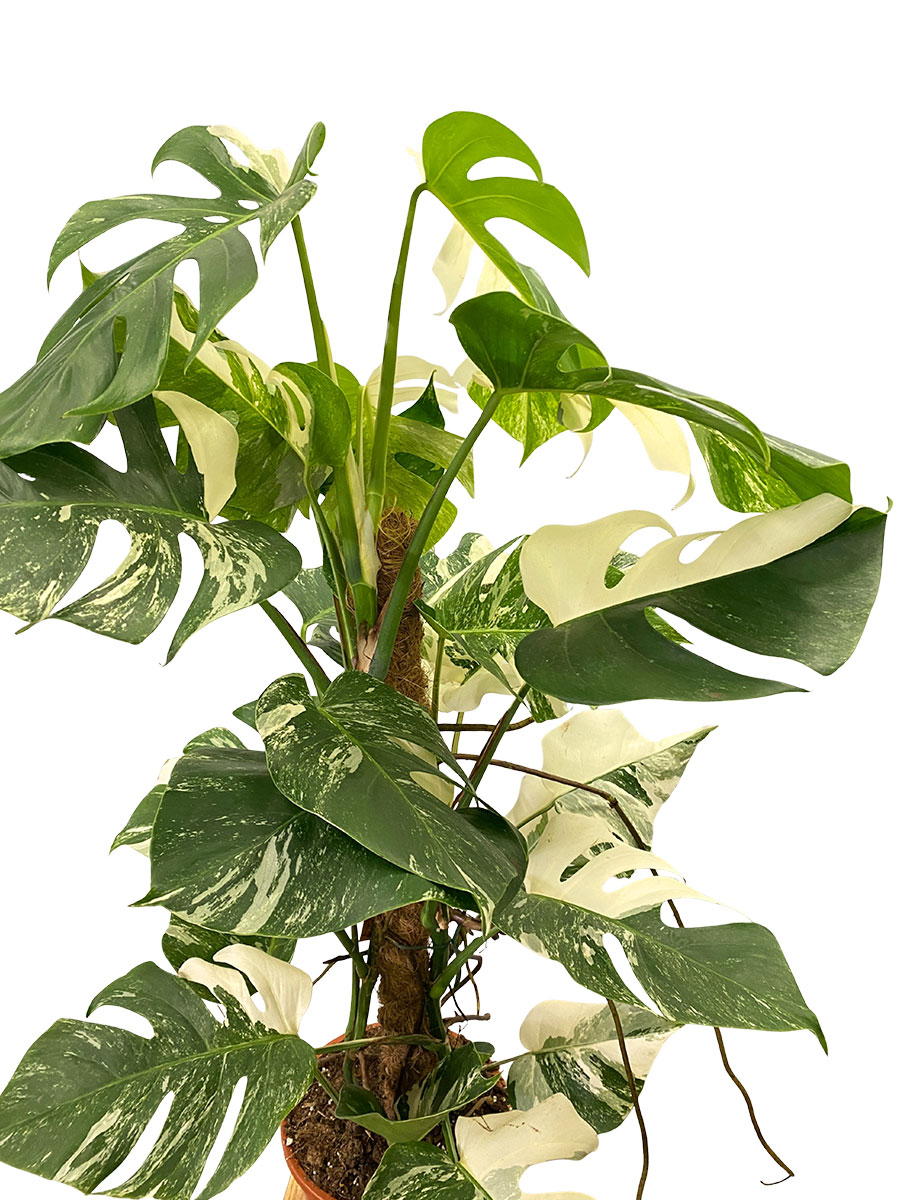 Monstera Deliciosa Variegata Kokosstab