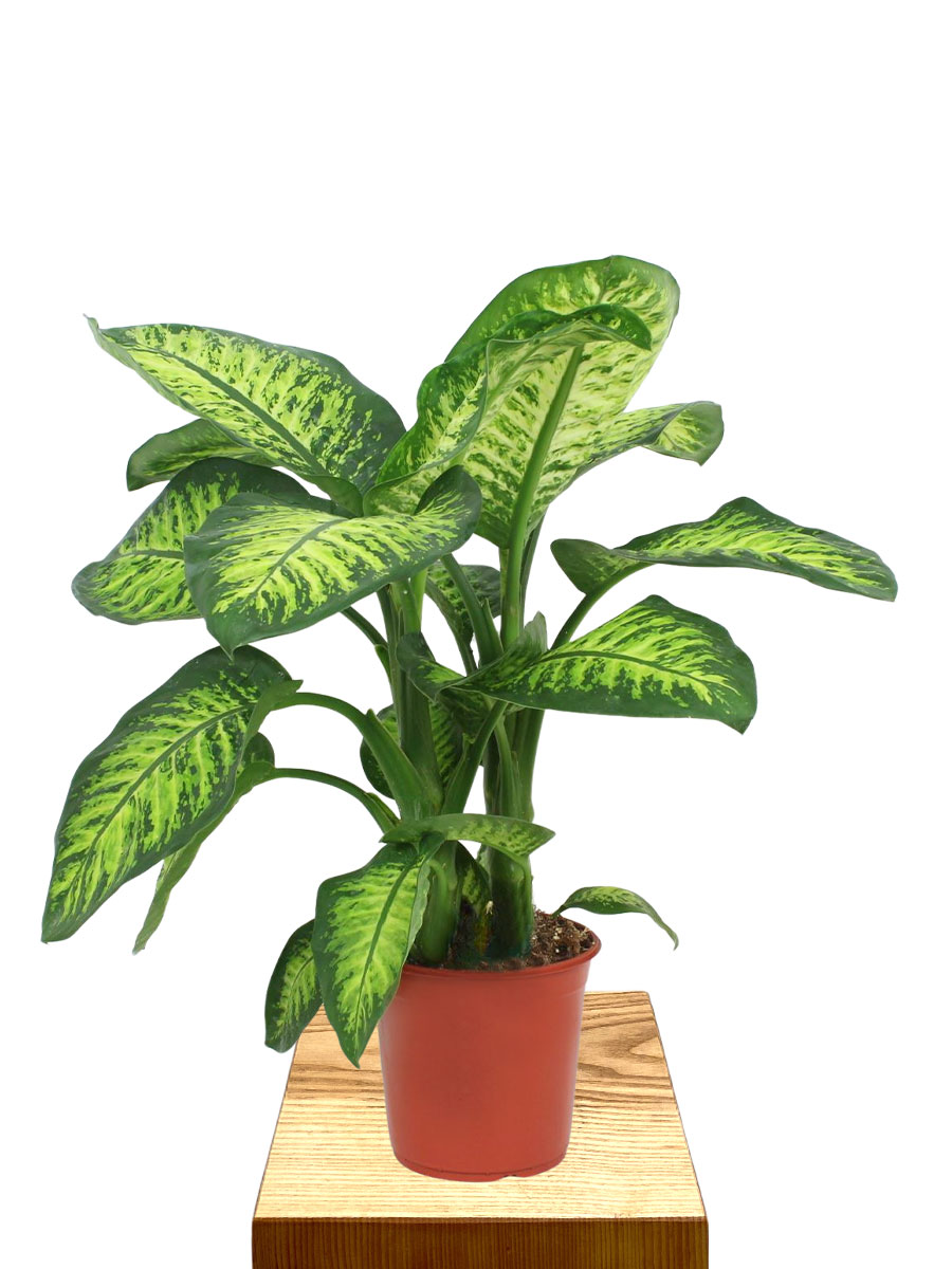 Dieffenbachia Lemon Tropic