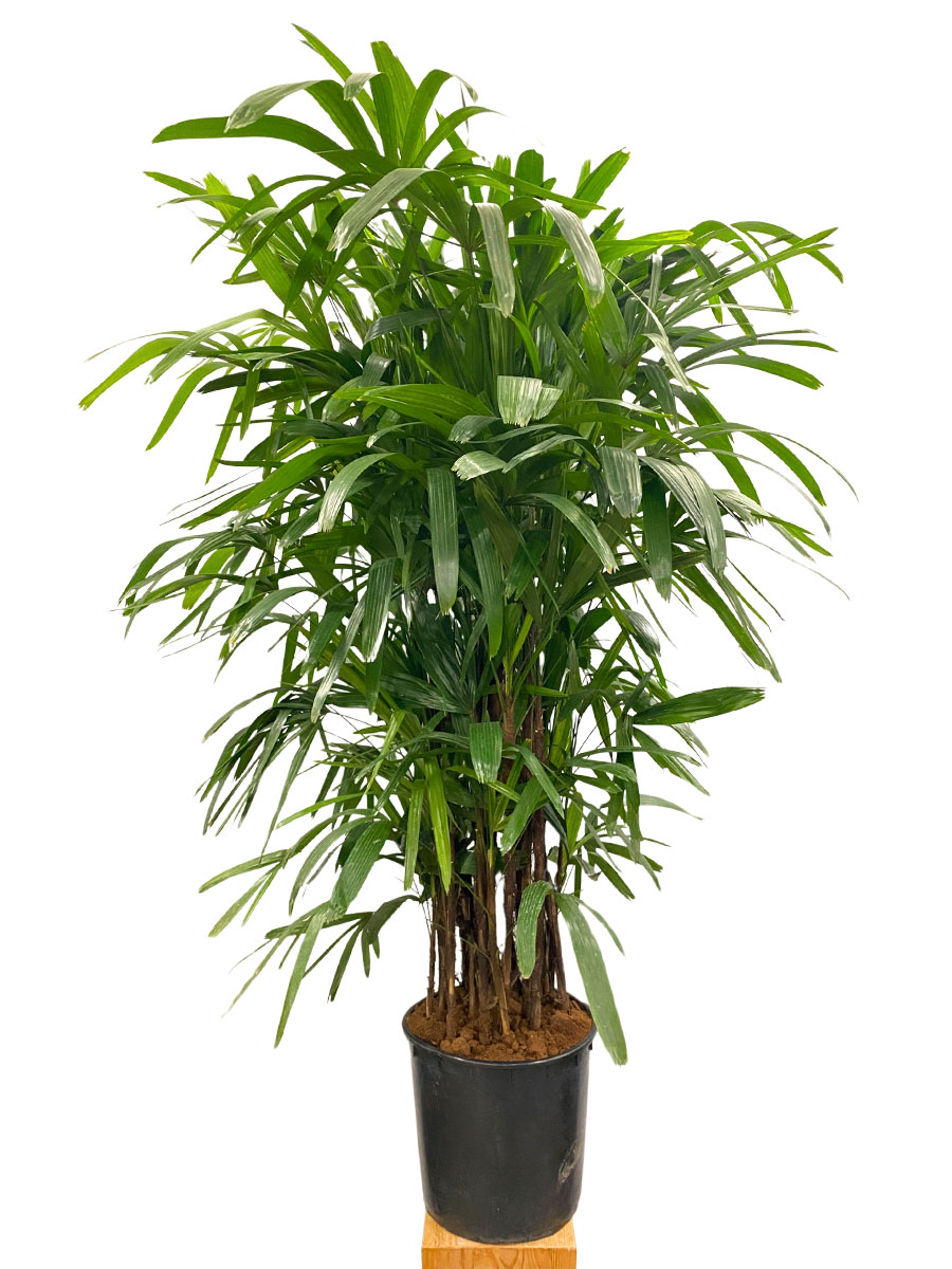 Steckenpalme Rhapis Excelsa - Gross