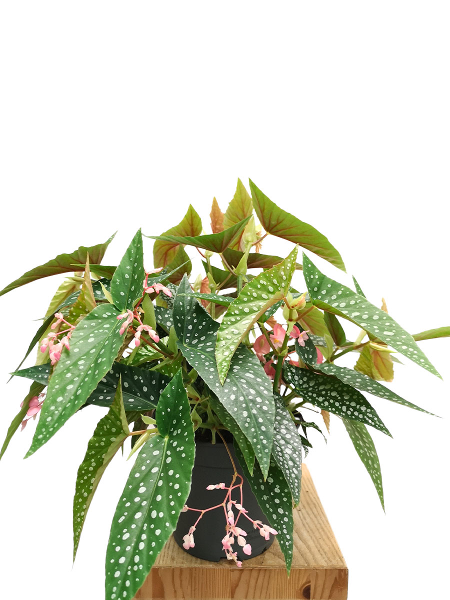 Begonia blad Double Dot