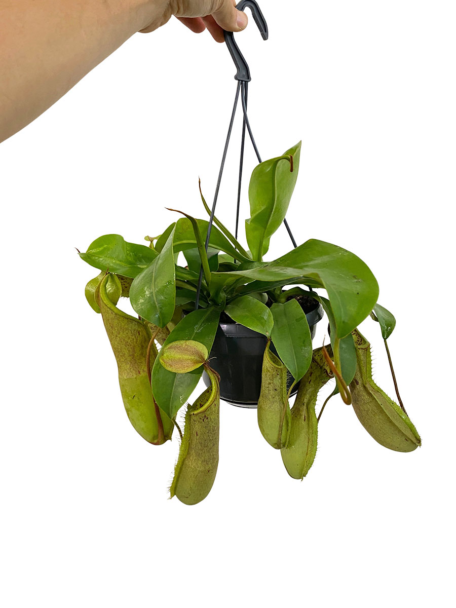 Hänger - Kannenpflanze Nepenthes Louisa