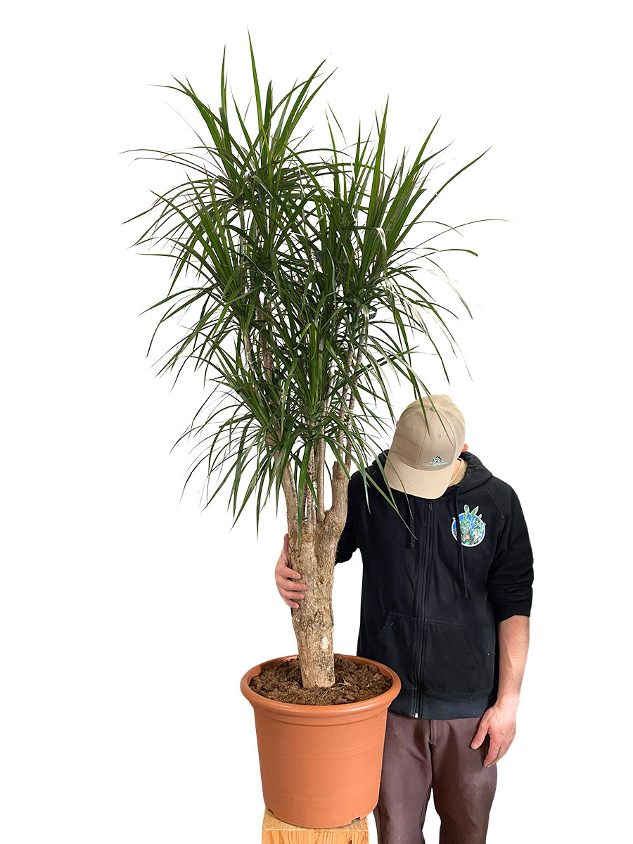 Dracaena Marginata Verzweigt XL