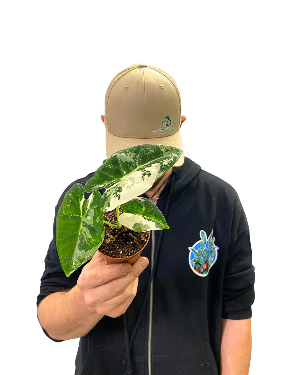 Alocasia Frydek Variegata