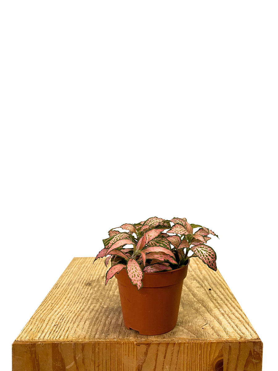 Fittonia Mosaic Rosa Forest Flame