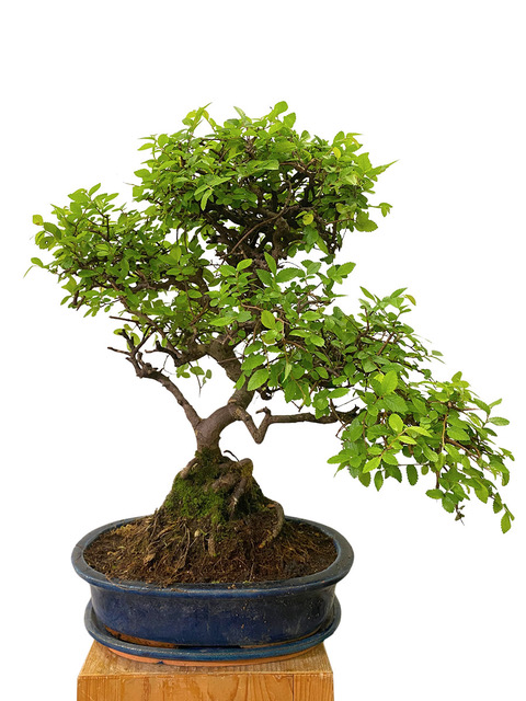 Bonsai Zelkova Serrata