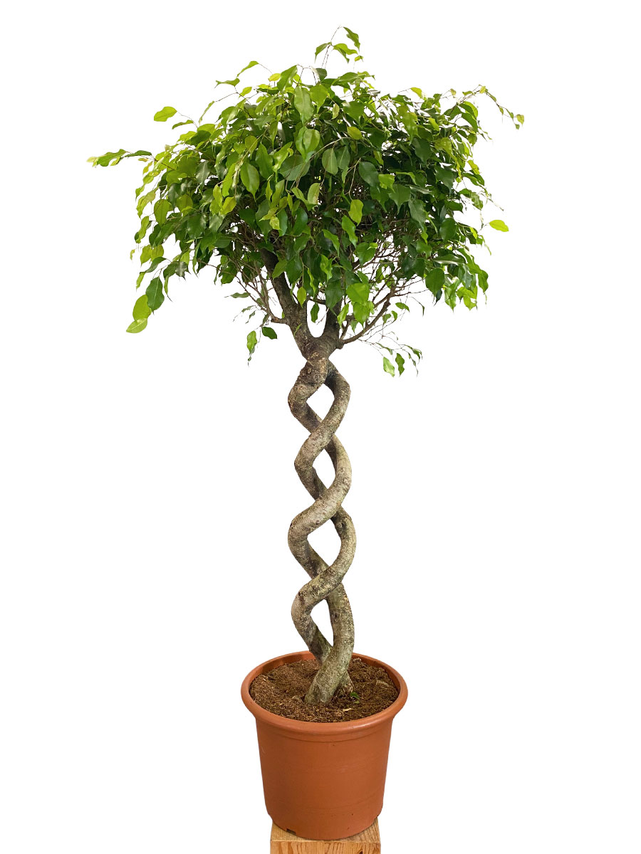 Ficus Exotica Doppelspirale - Gross