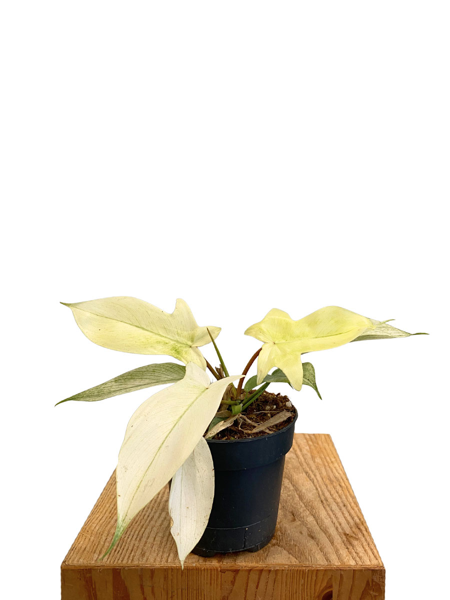 Philodendron Florida Ghost