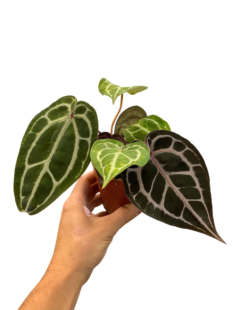 Anthurium Michelle® DocBlock