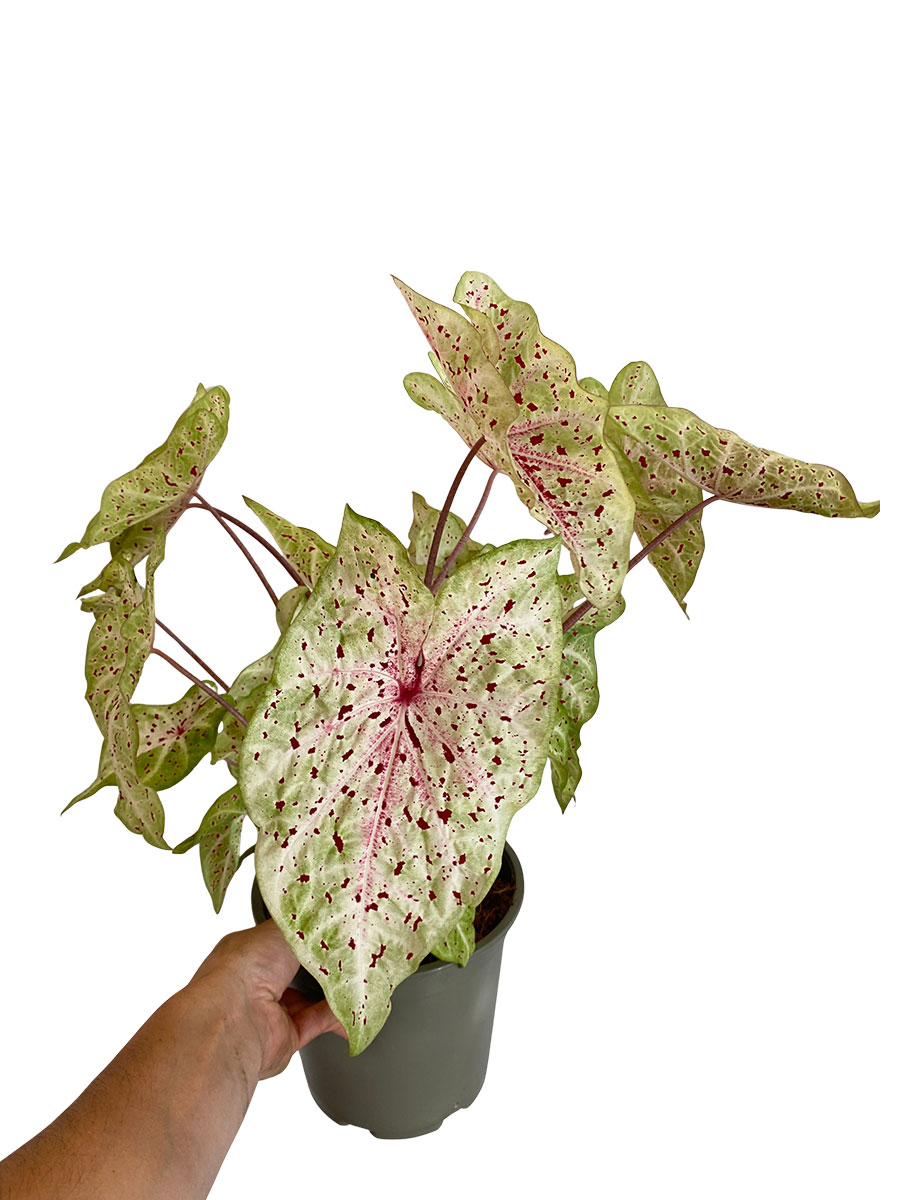 Caladium Miss Muffet XL