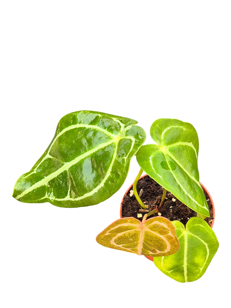 Anthurium DocBlock® Crystal Red × Forgetii