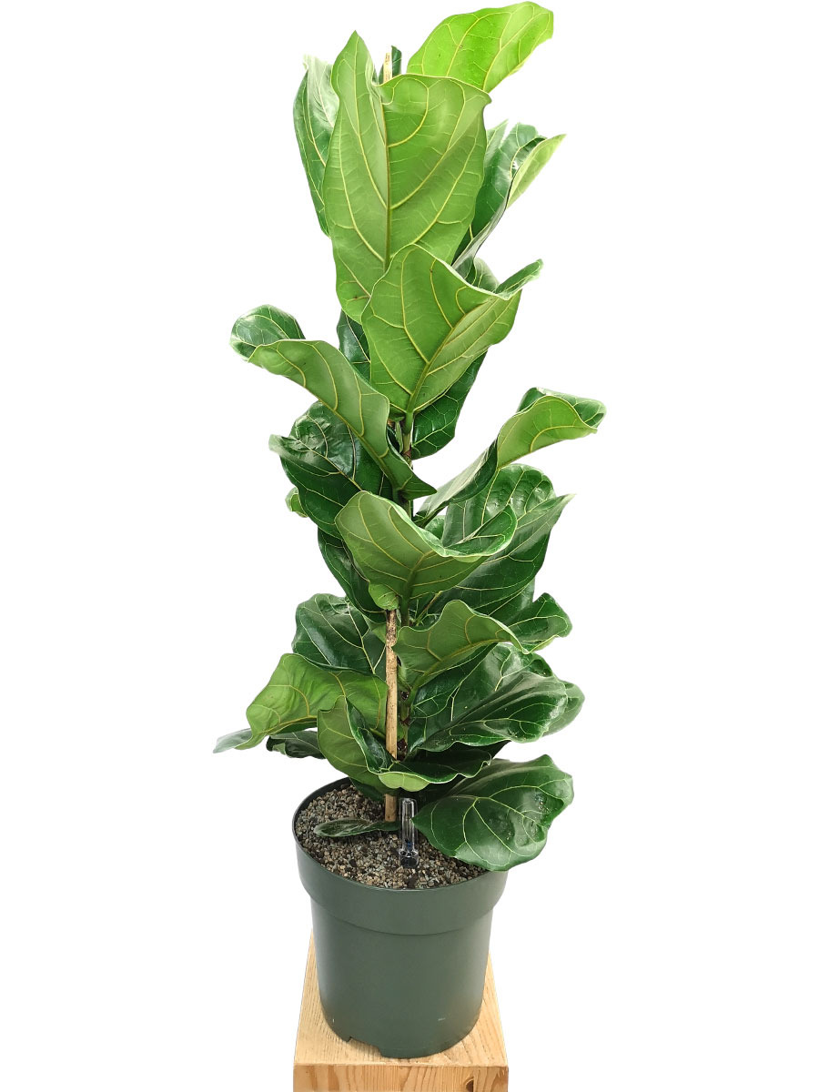 Geigenfeige Ficus lyrata