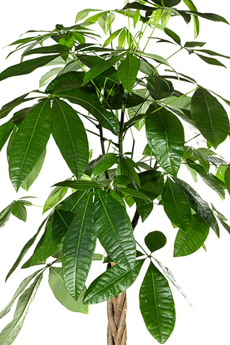 pachira-ovata-glueckskastanie-06-zimmerpflanzen.ch-qualitative-bueropflanzen-hauspflanzen-gruenpflanzen-exotische-zimmerpflanzen-raumpflanzen-topfpflanzen-kaufen-online-bestellen-schweiz-nah
