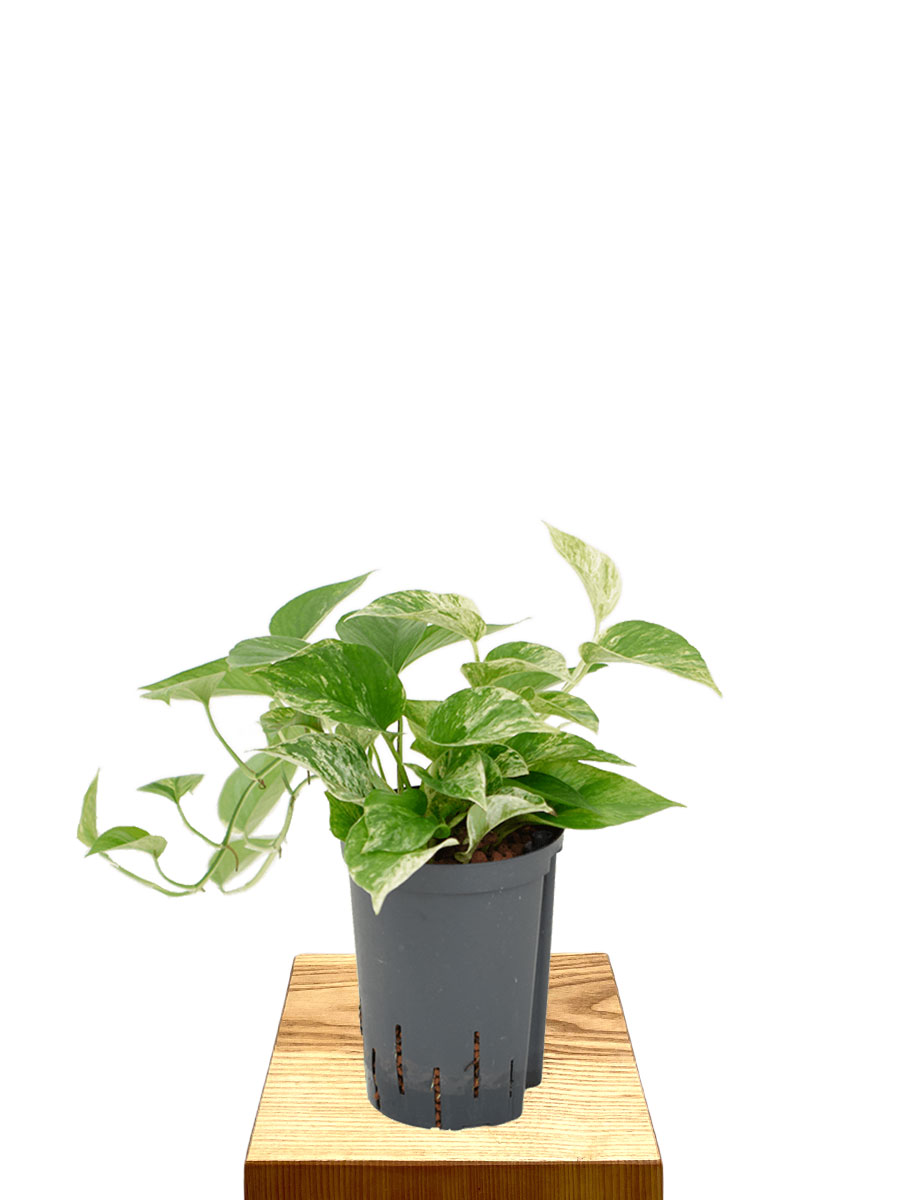 Hydro - Scindapsus Epipremnum Marble Queen