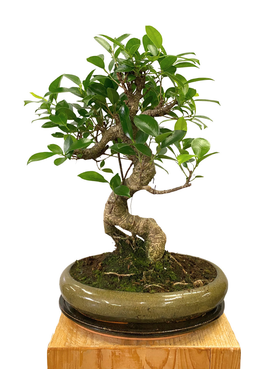 Bonsai Ficus Retusa