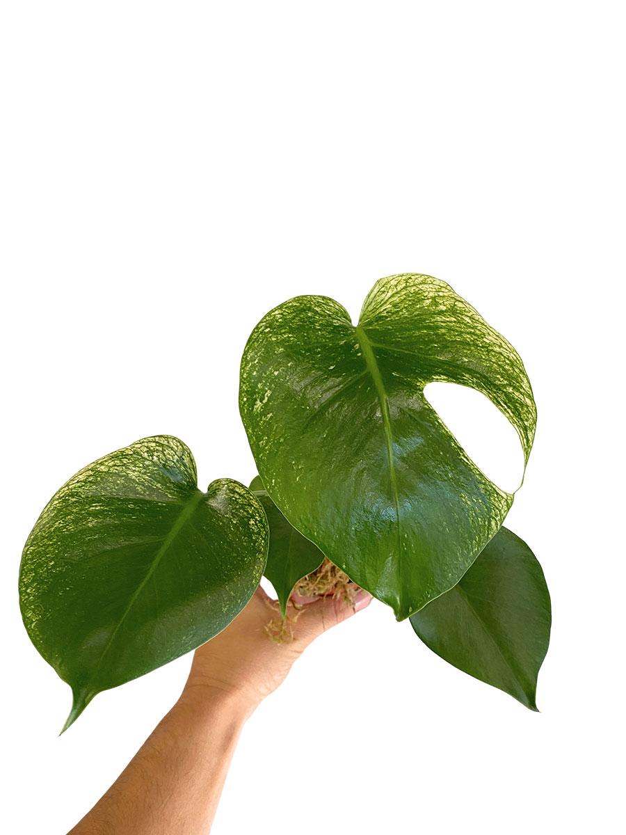 Baby Monstera Devil Monster