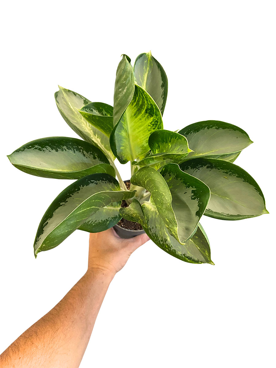 Aglaonema Turtle Green