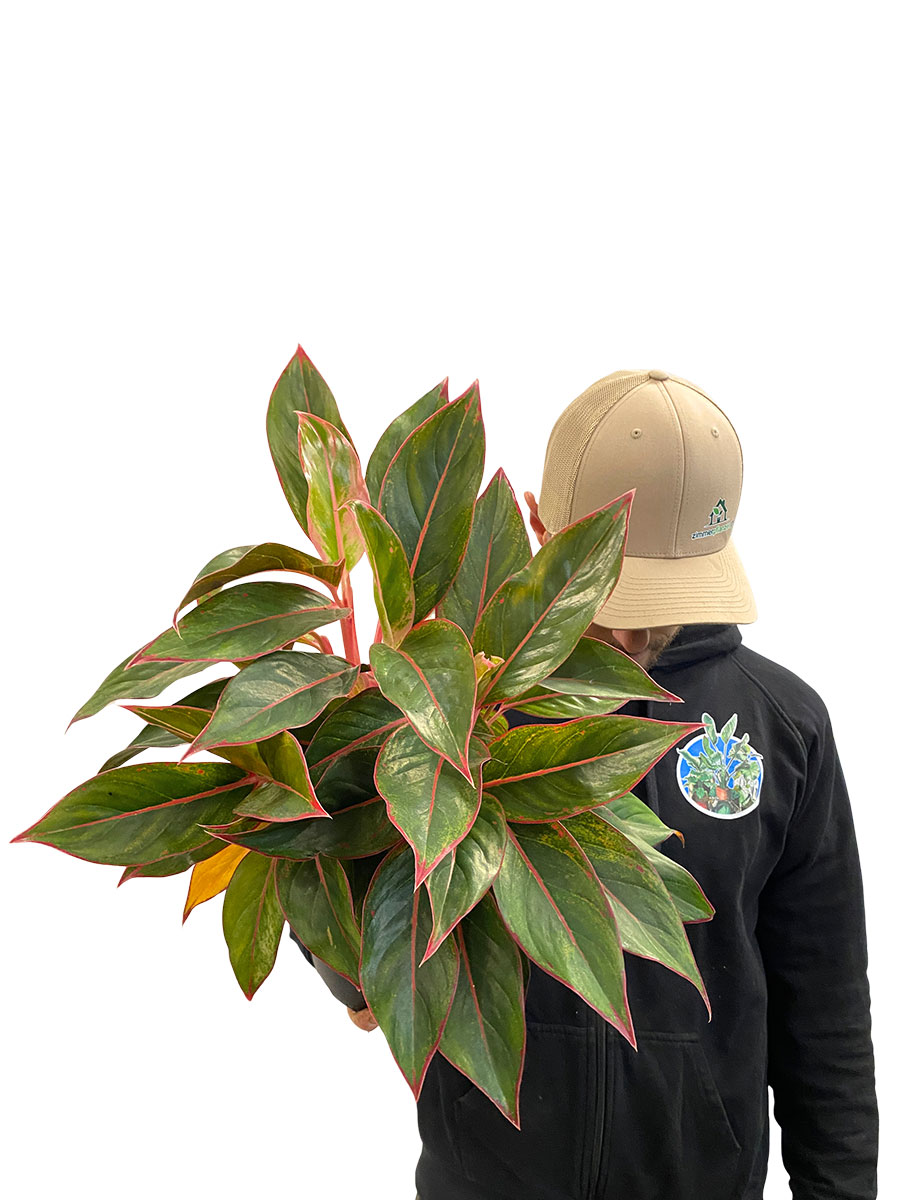 Aglaonema Jungle Red XL