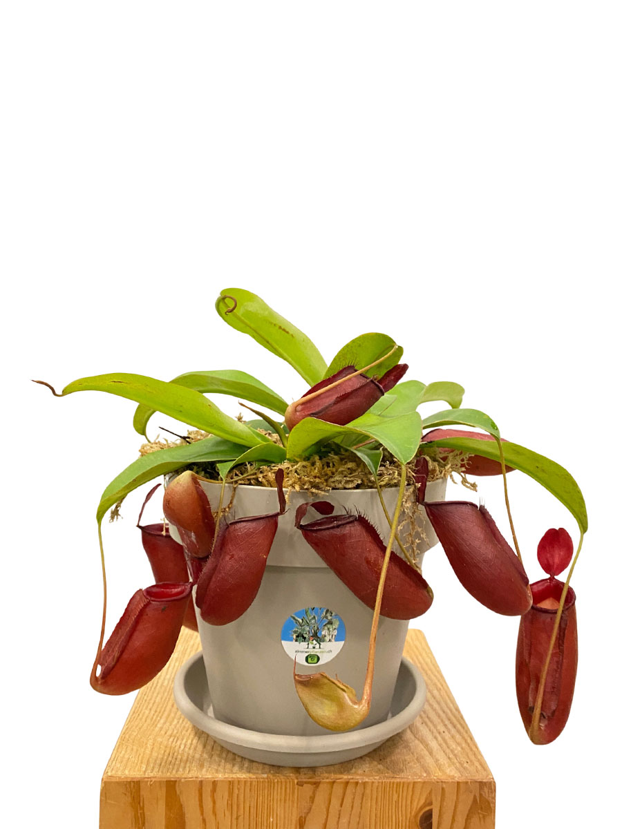 Kannenpflanze Nepenthes Bloody Mary