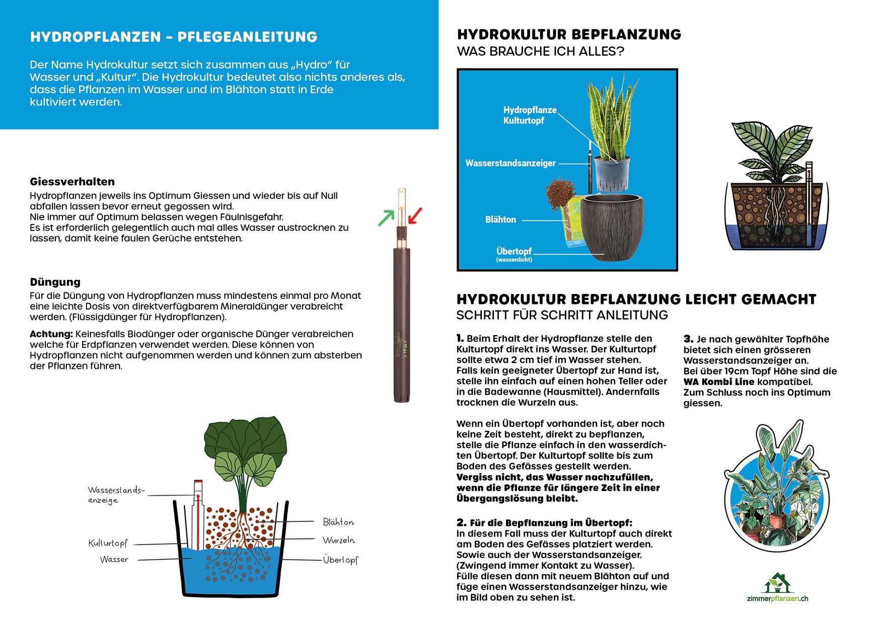 Hydro - Lipstick Plant Aeschynanthus Marmoratus