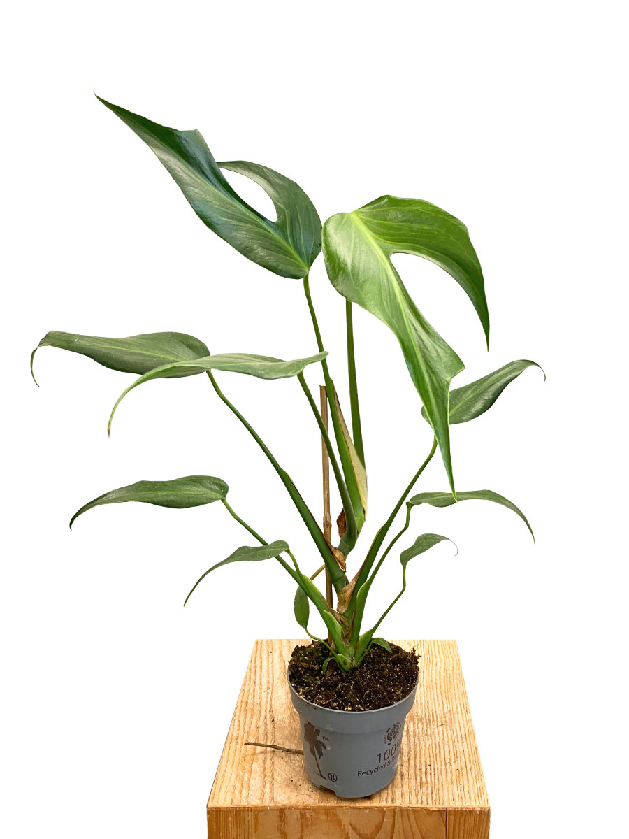 Monstera Burle Marx Flame - Ø12 cm