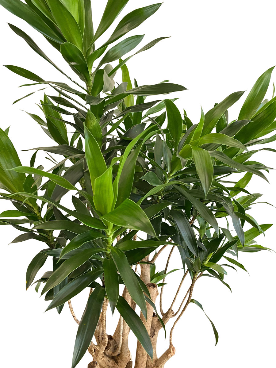 Dracaena Reflexa Verzweigt - Ø27 cm
