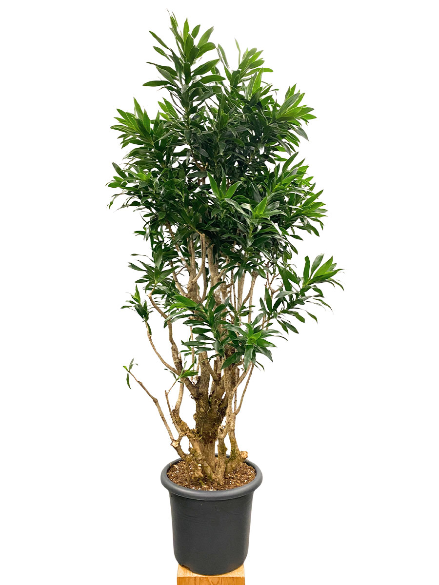 Dracaena Reflexa Verzweigt - Gross