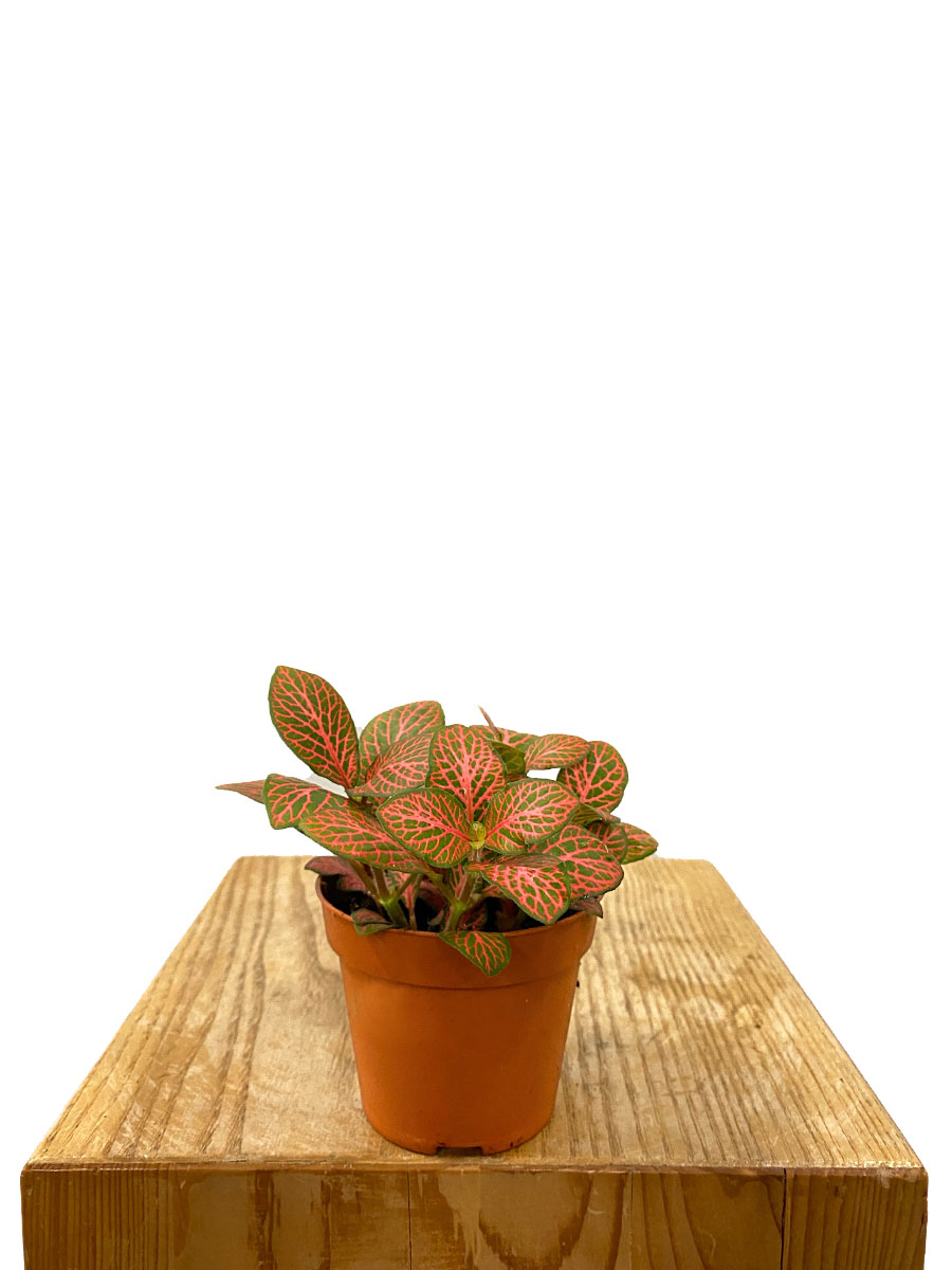 Fittonia Forest Flame