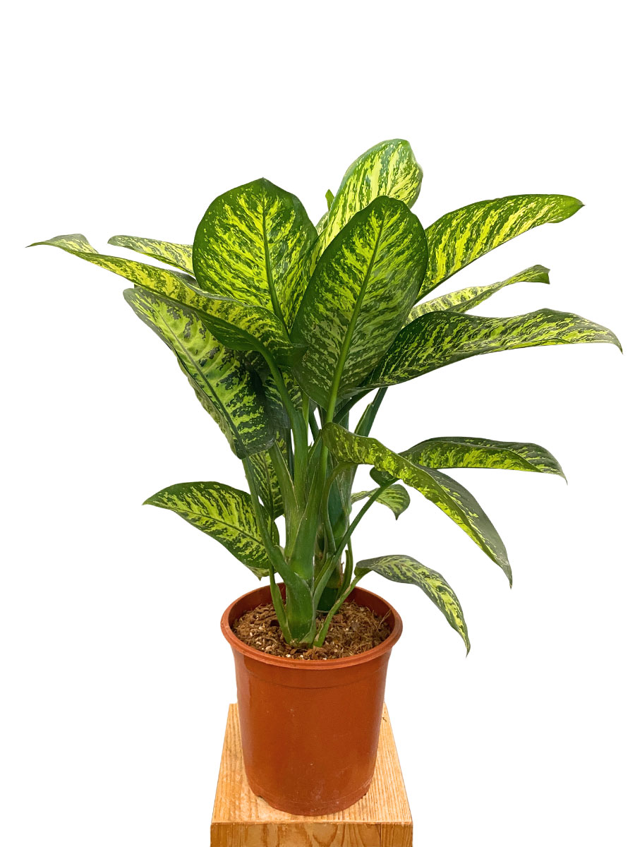 Dieffenbachia Tropical Jewel XL