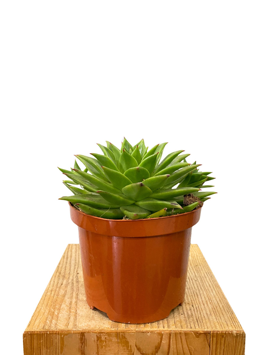 Echeveria Lipstick - Gross 