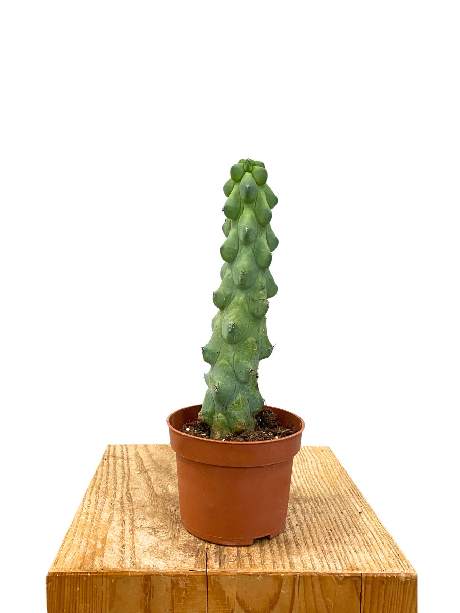 Myrtillocactus Geometrizans Boobie