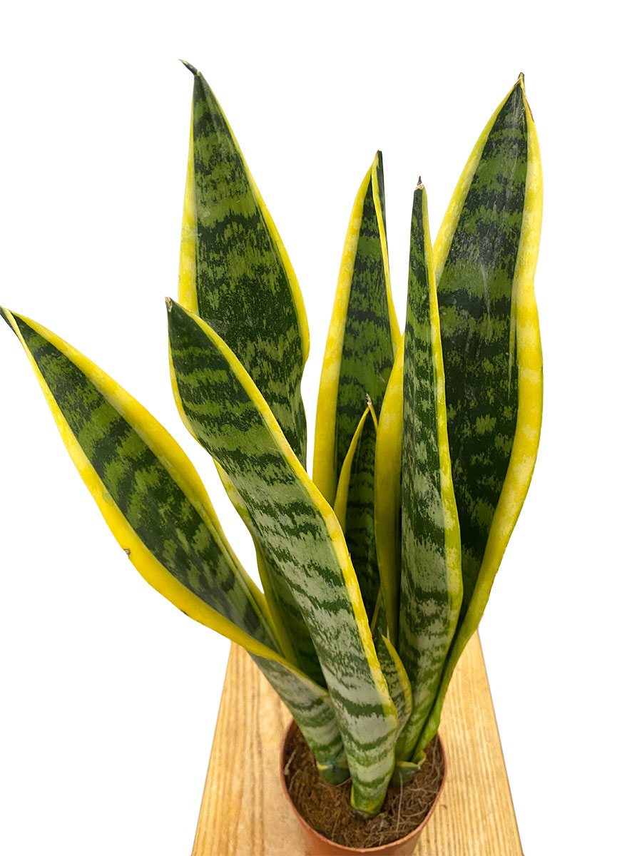 Bogenhanf Sansevieria Laurentii