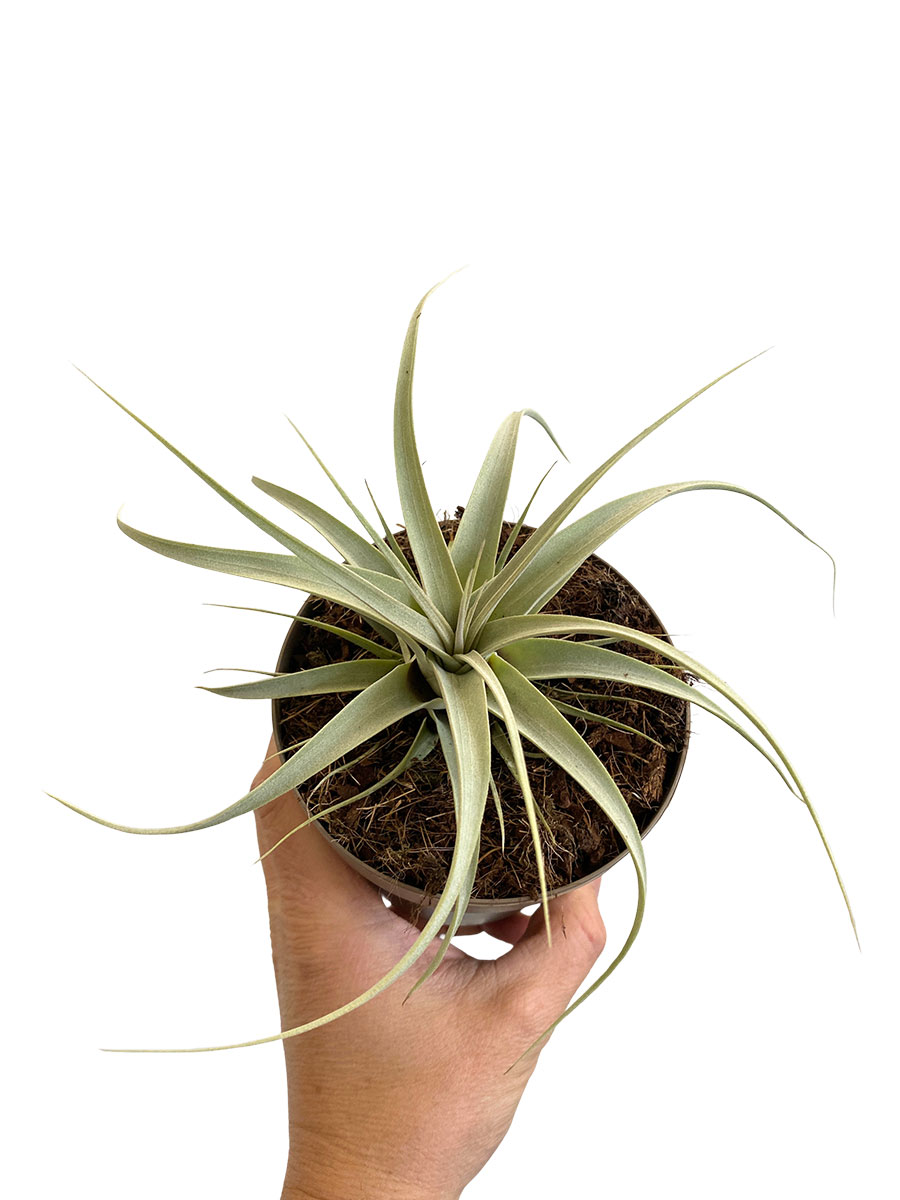 Tillandsia Xerographica Silver Beauty