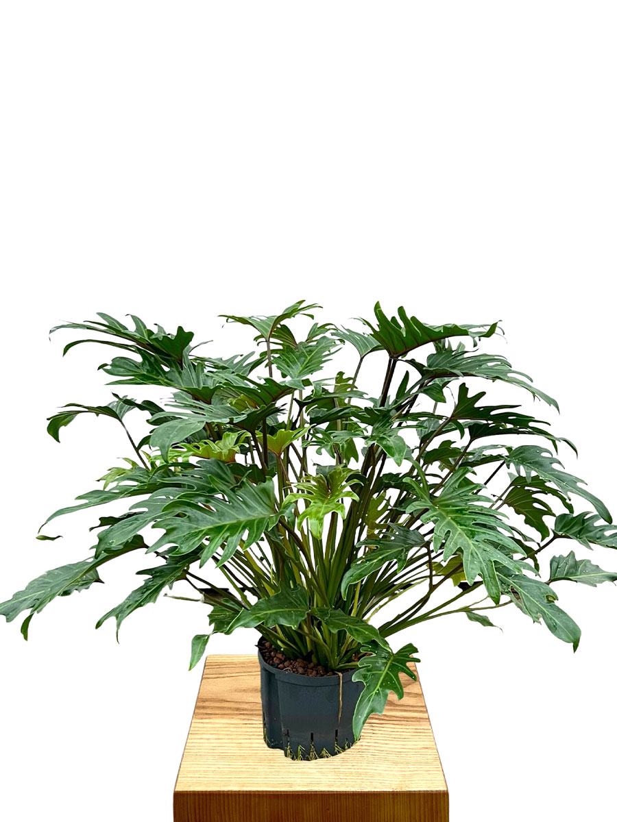 Hydro - Philodendron Xanadu