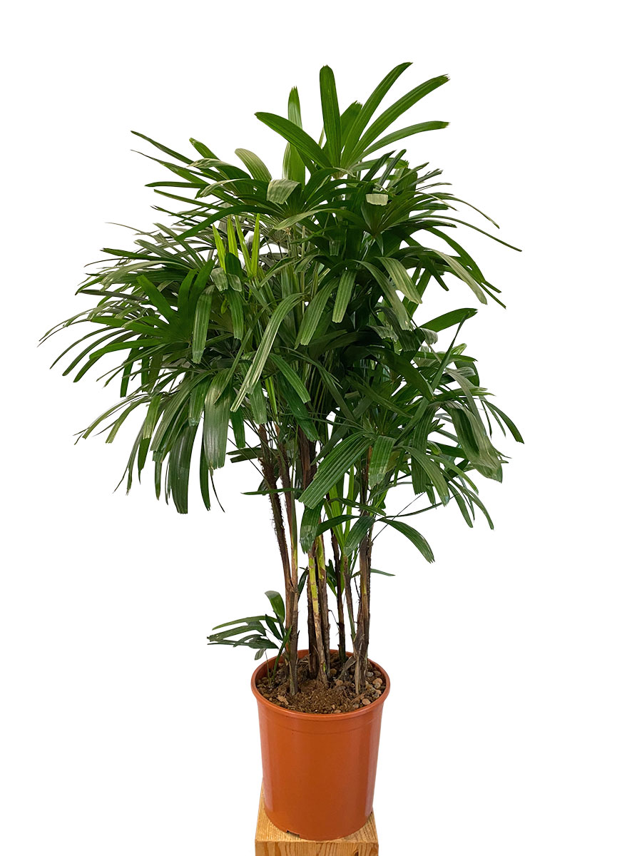 Steckenpalme Rhapis Excelsa
