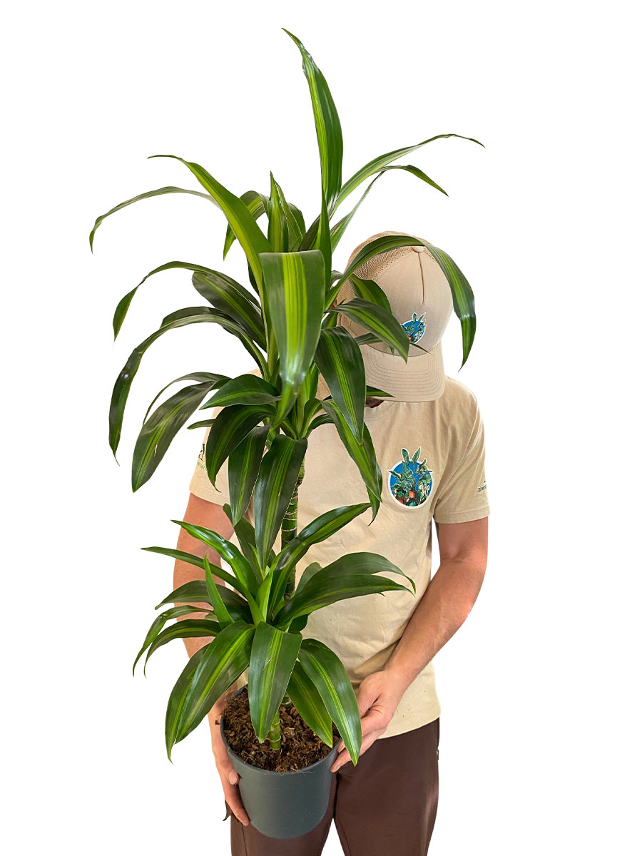 Dracaena Hawaiian Sunshine