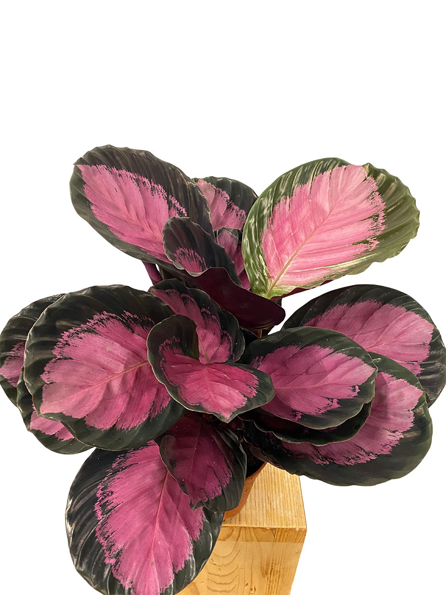 Calathea Roseopicta Crimson