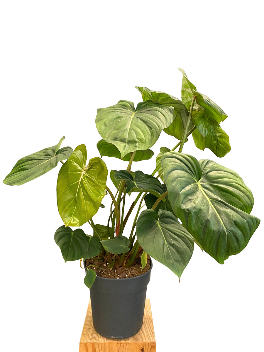 Philodendron Mc Dowell