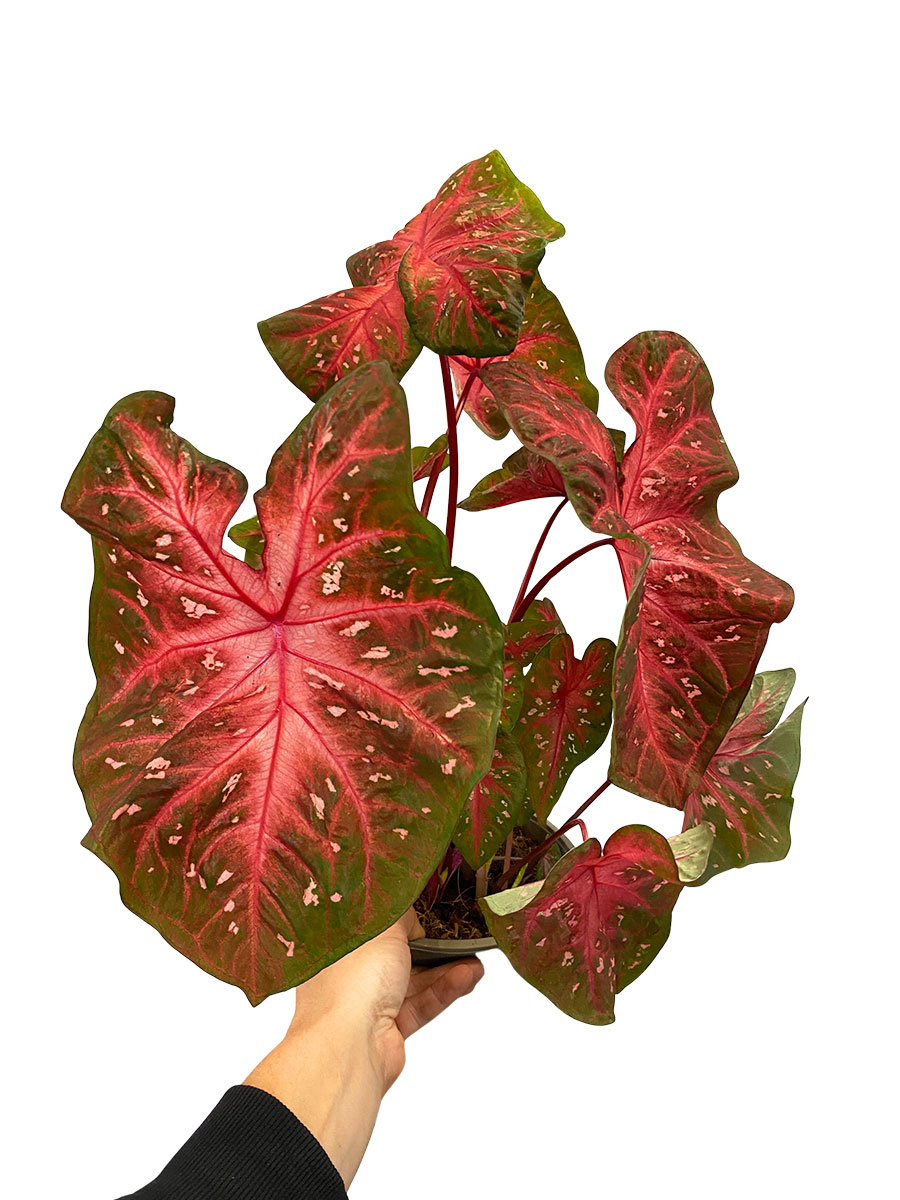 Caladium Red Flash XL
