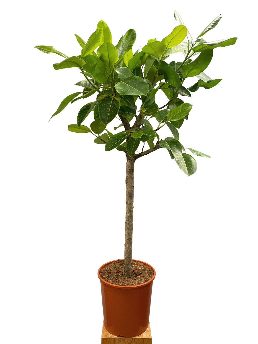 Ficus Altissima Stamm - Gross
