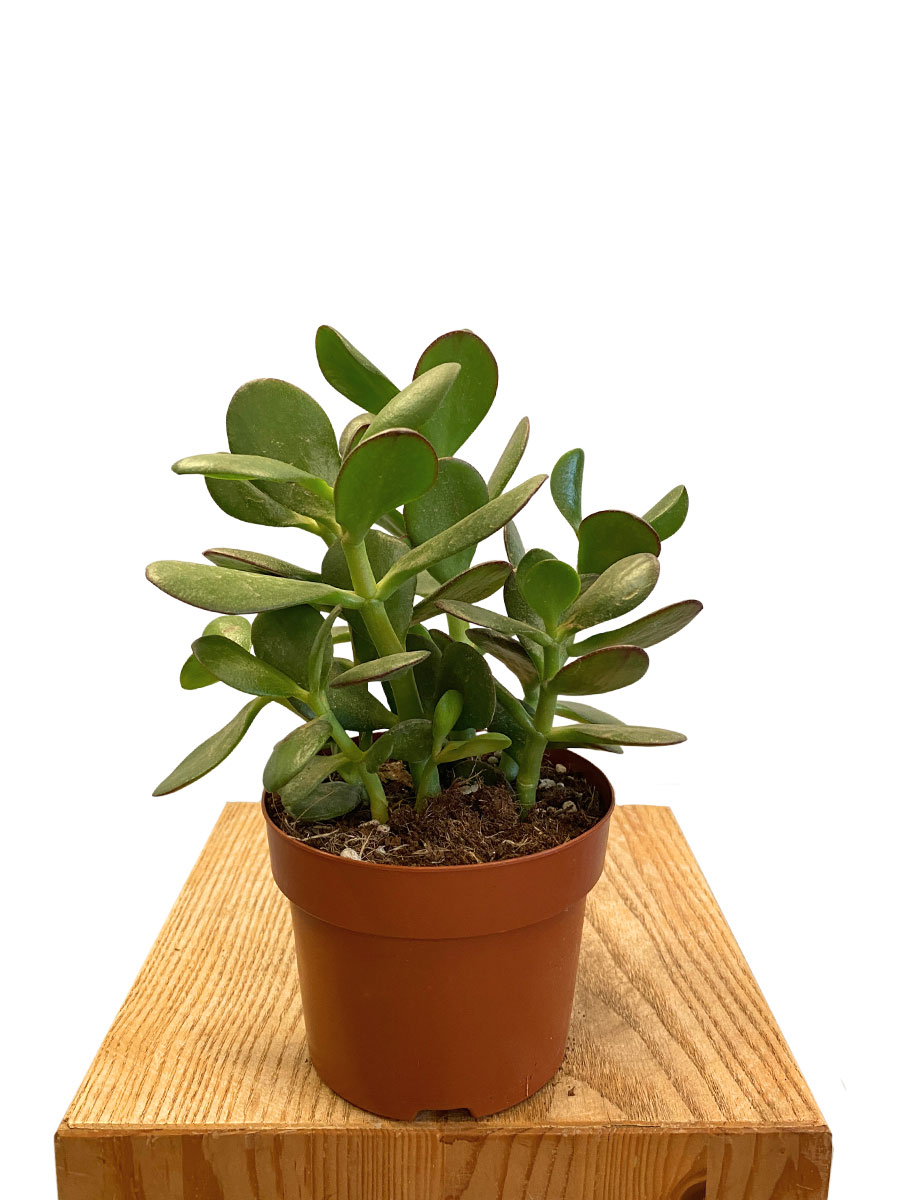Geldbaum Crassula Ovata