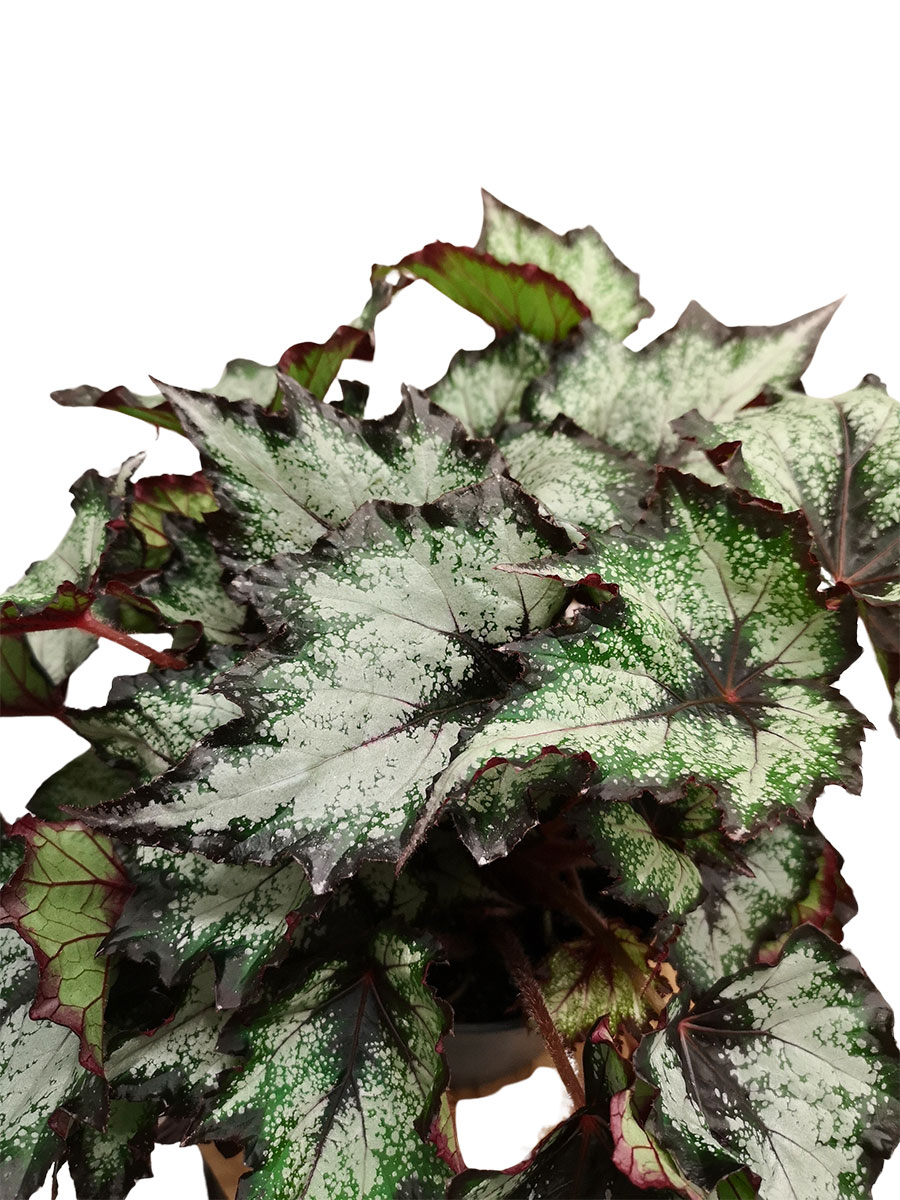 Begonia blad Green Valley