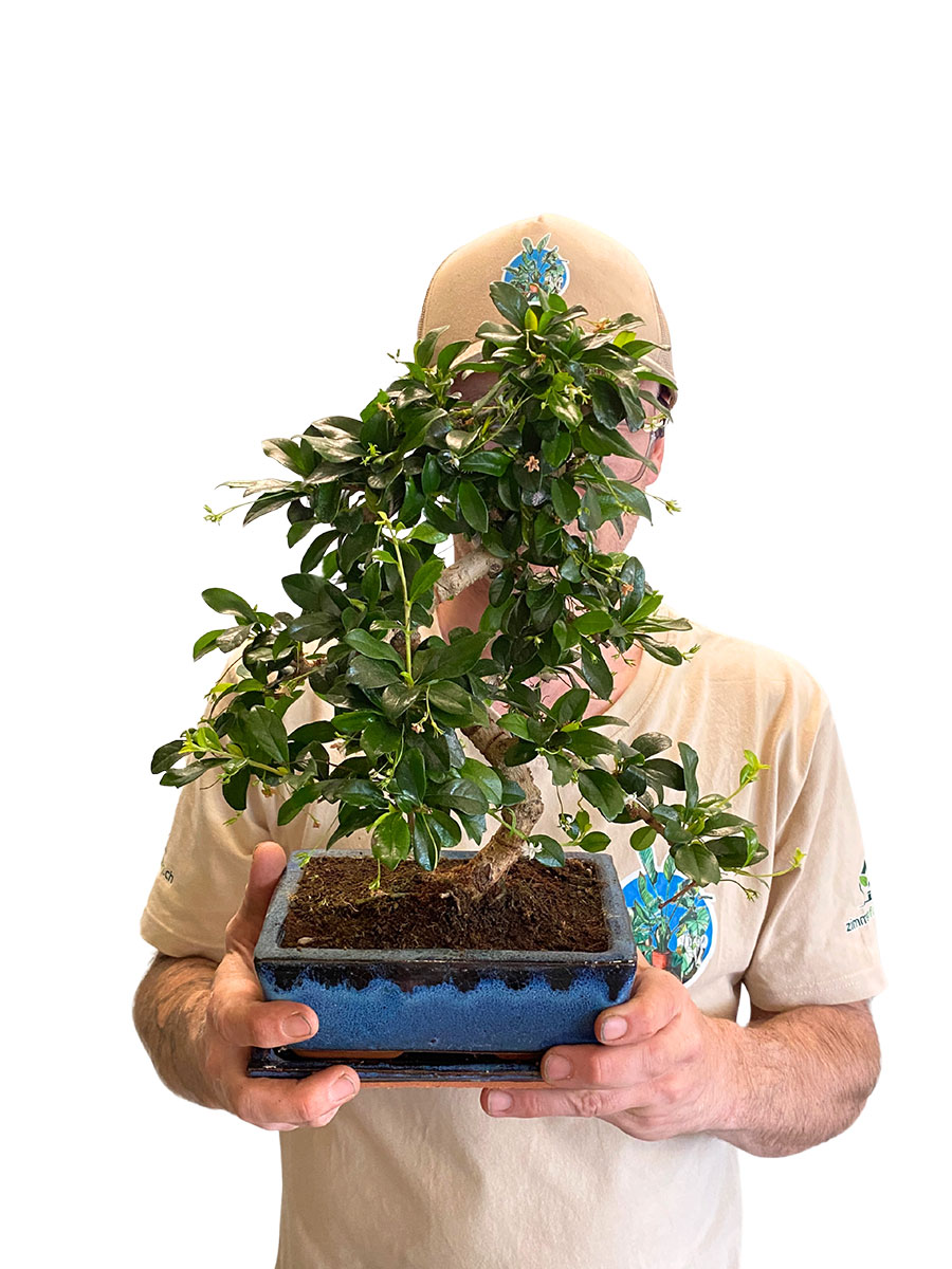 Bonsai - Carmona Fukientee Bonsai - Carmona Fukientee